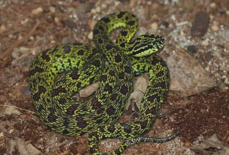 最强拟态!菜花原矛头蝮,太像黄黄的菜花啦,我国剧毒蛇!