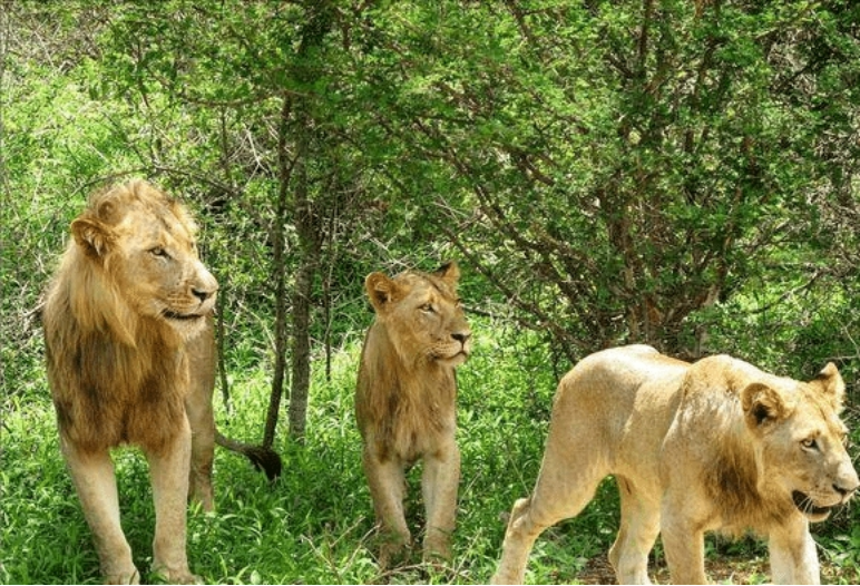 狮中败类希尔达,幼年差点饿死,被老雌狮收养,长大后却害死遗孤