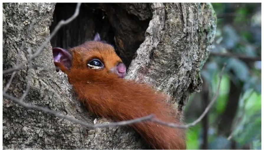 福建天宝岩发现"飞虎",长得像树狗,住20米高的树洞,可滑翔