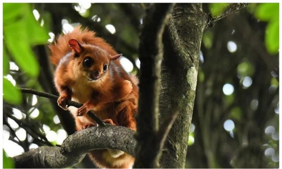 福建天宝岩发现"飞虎",长得像树狗,住20米高的树洞,可滑翔