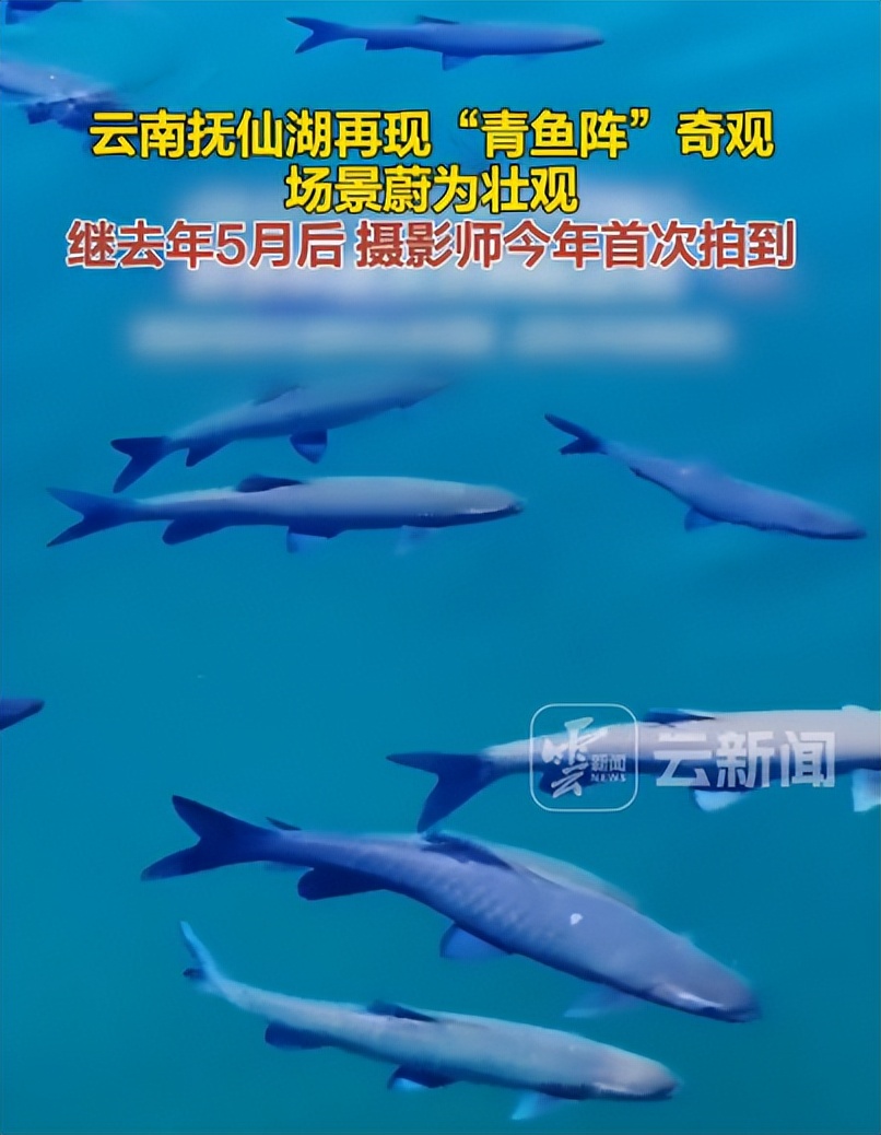 难以置信!云南抚仙湖"青鱼阵"再现,钓鱼人都哭了,咋这么多?