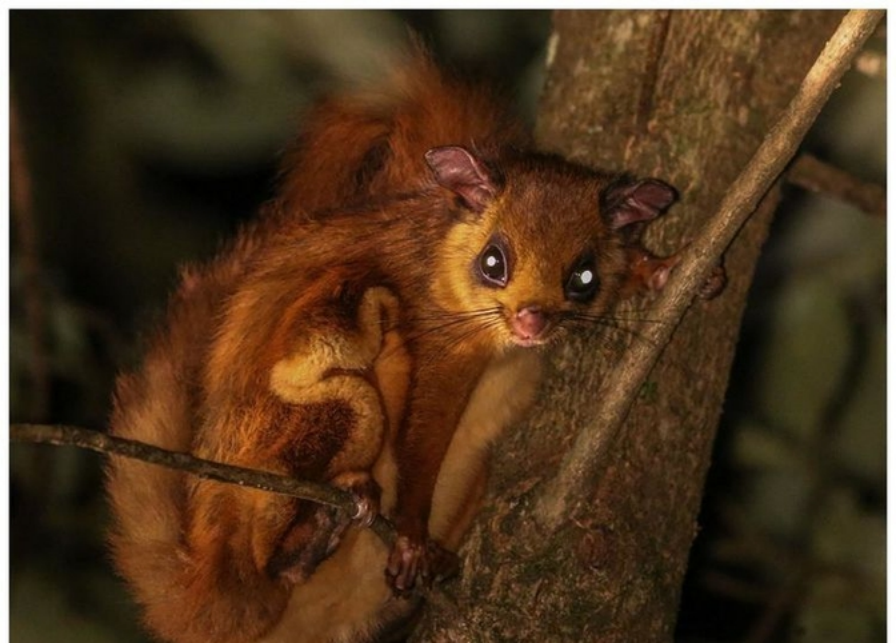 福建天宝岩发现"飞虎",长得像树狗,住20米高的树洞,可滑翔