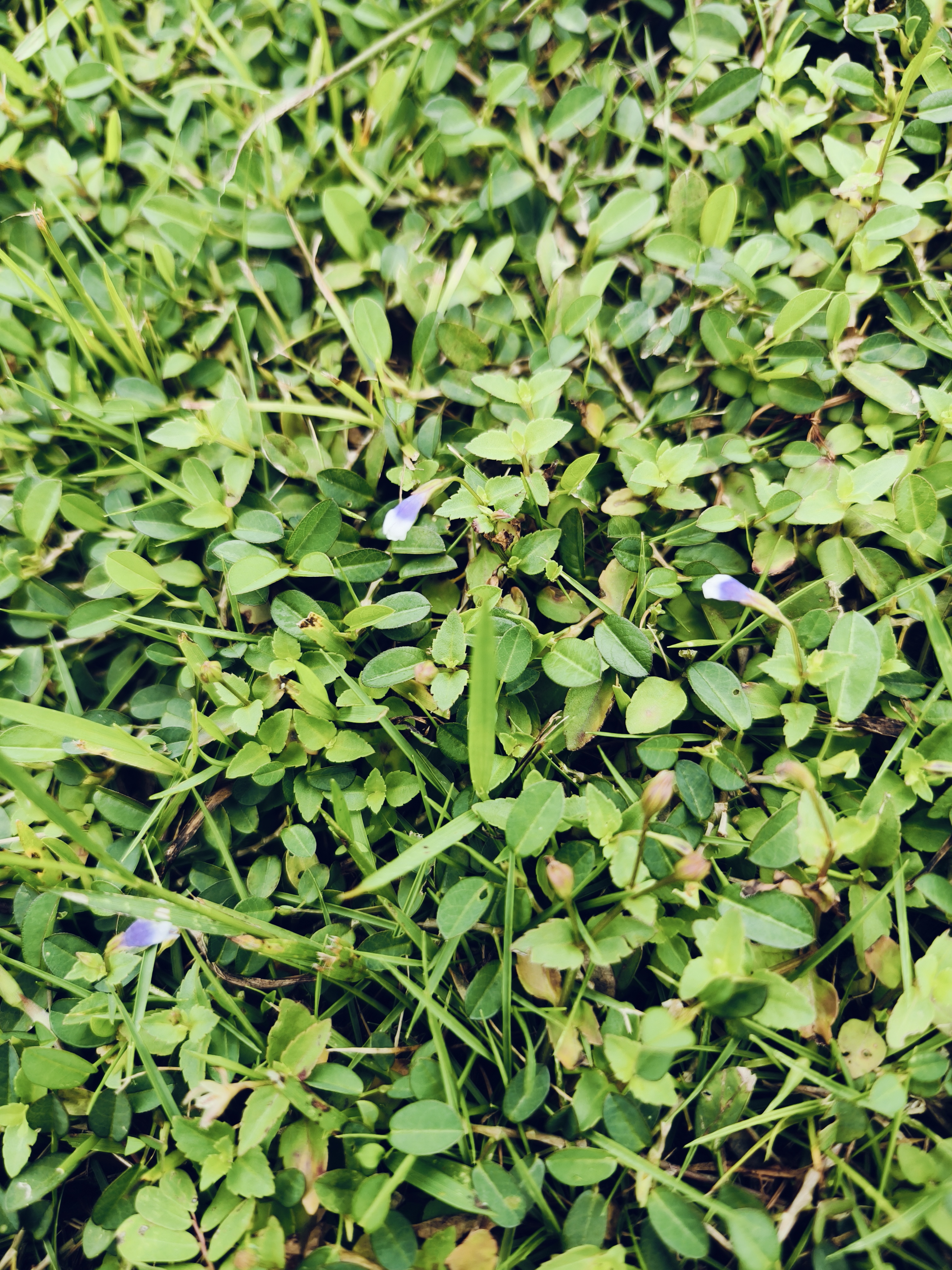 图三图四:母草,也叫小叶蛇针草,可清热利湿,活血散瘀蒲地蓝草药图片