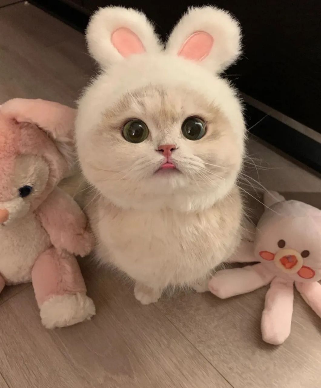 cat头像|来rua一下猫头