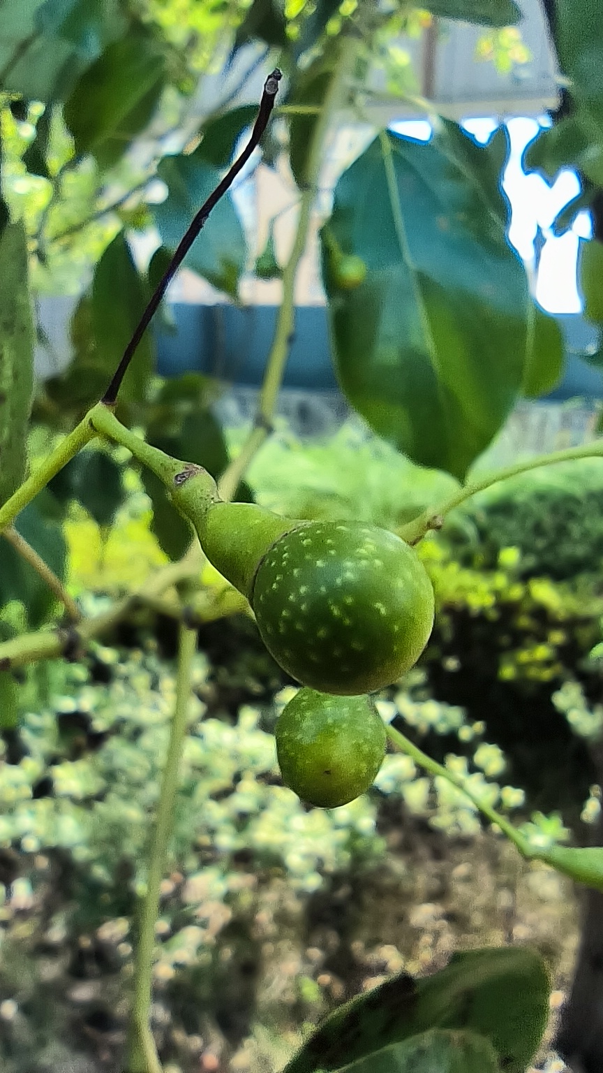 这樟树子真的有点像菩提子,斑斑点点的