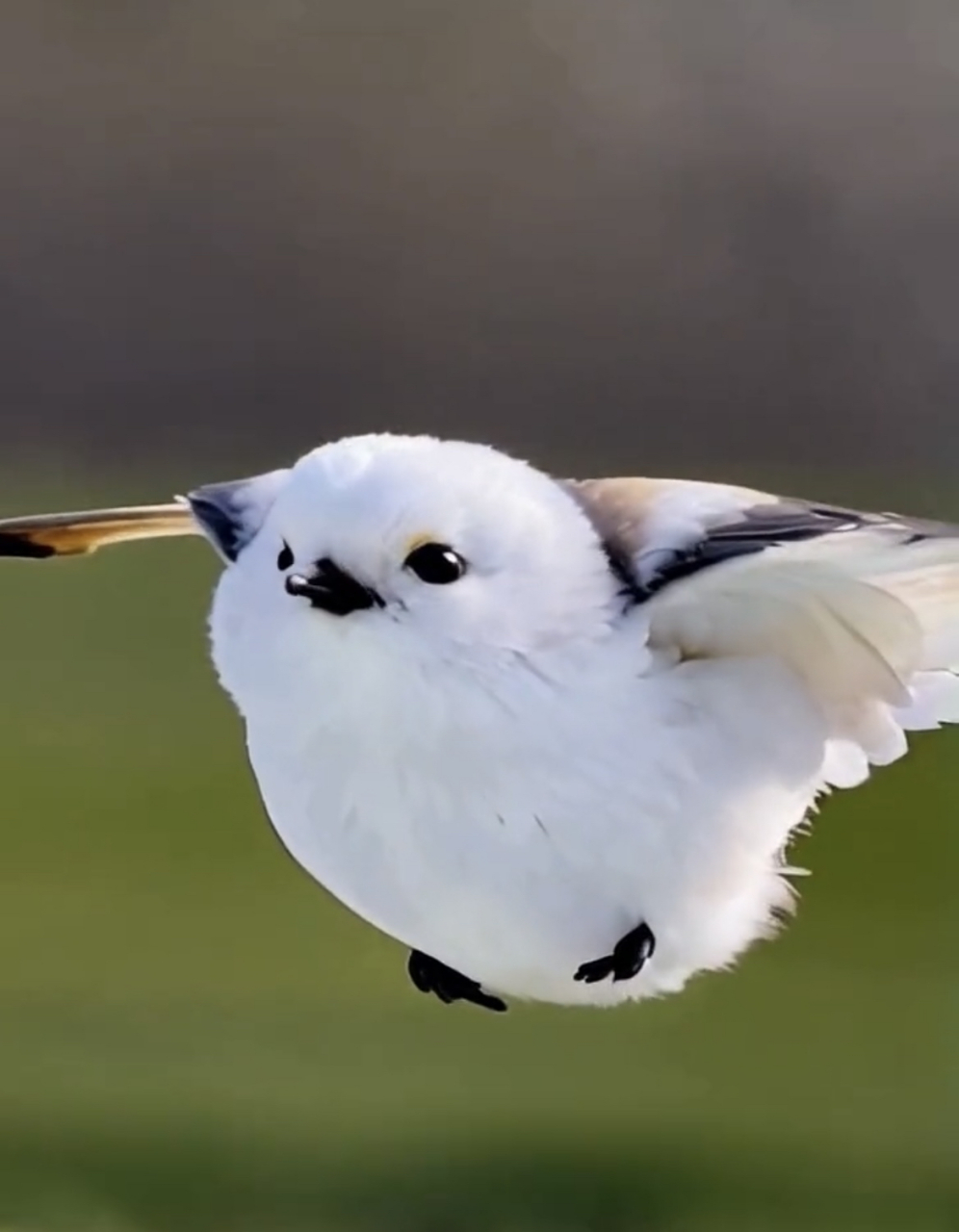 萌爆啦,这个小肥啾太可爱啦.小肥啾是国家保护动物吗?