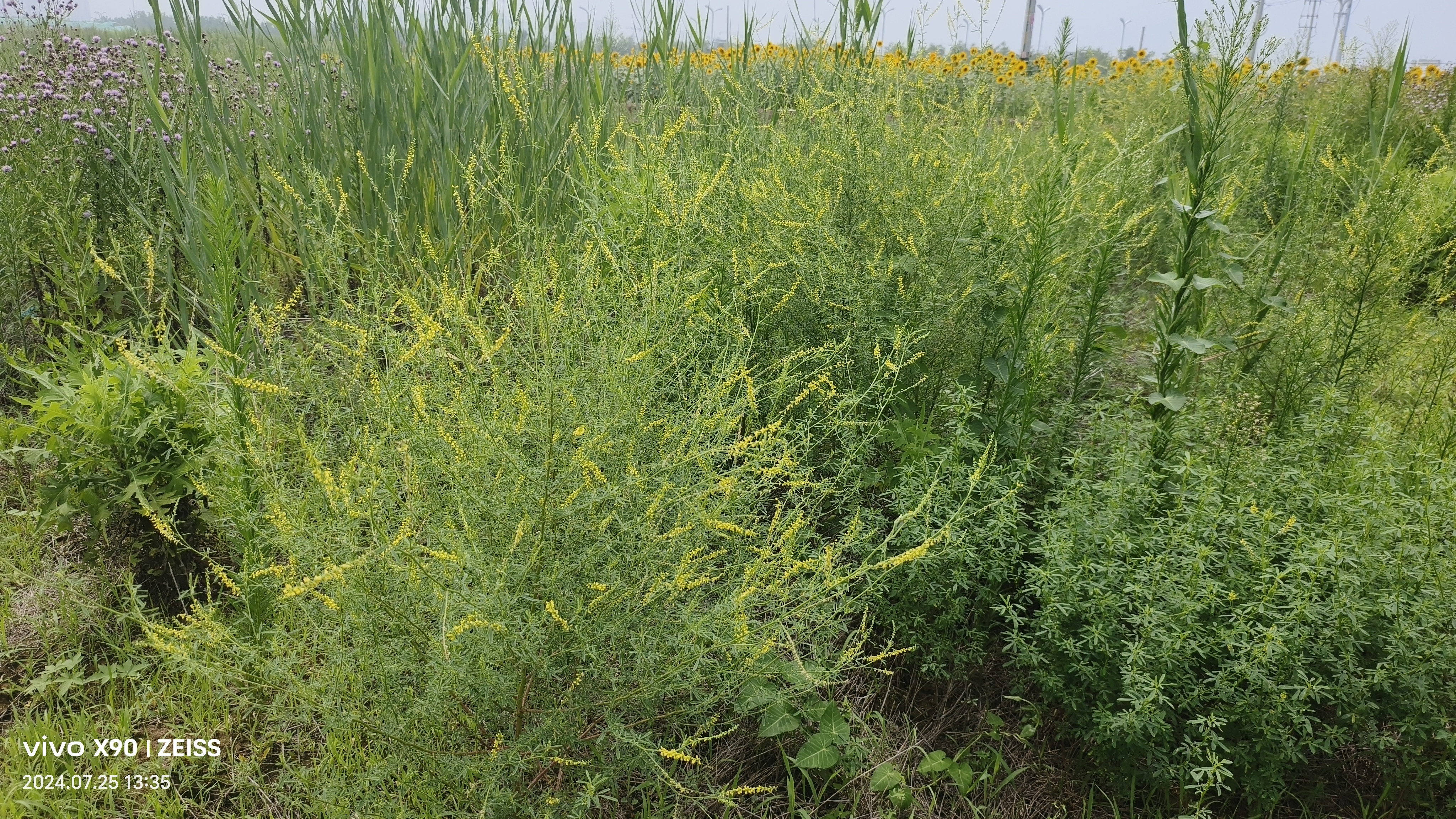 木樨科植物图片