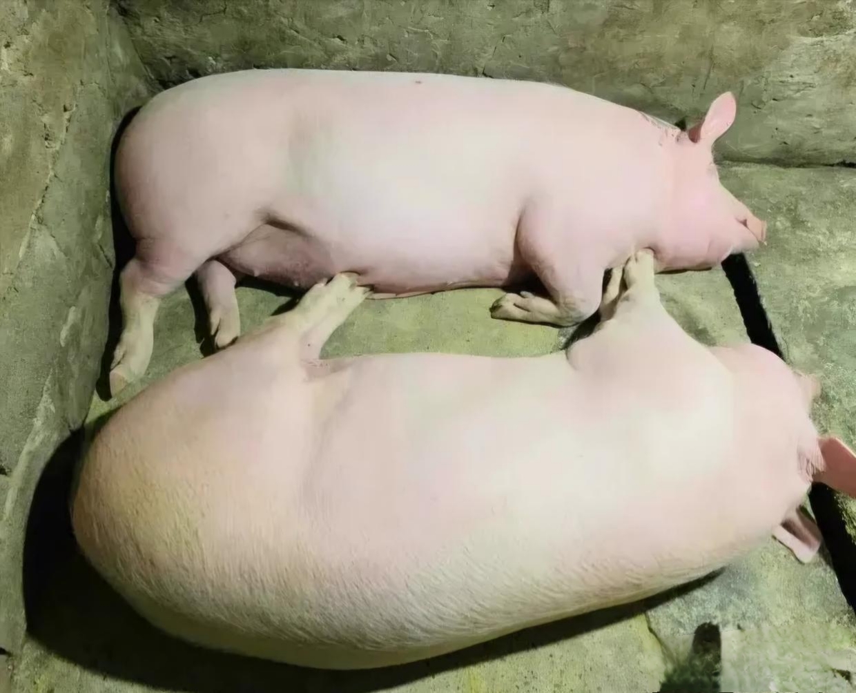 养的猪夏天一天洗两次澡,吹风扇,点蚊香,喷花露水,菜剁碎煮着喂,做出