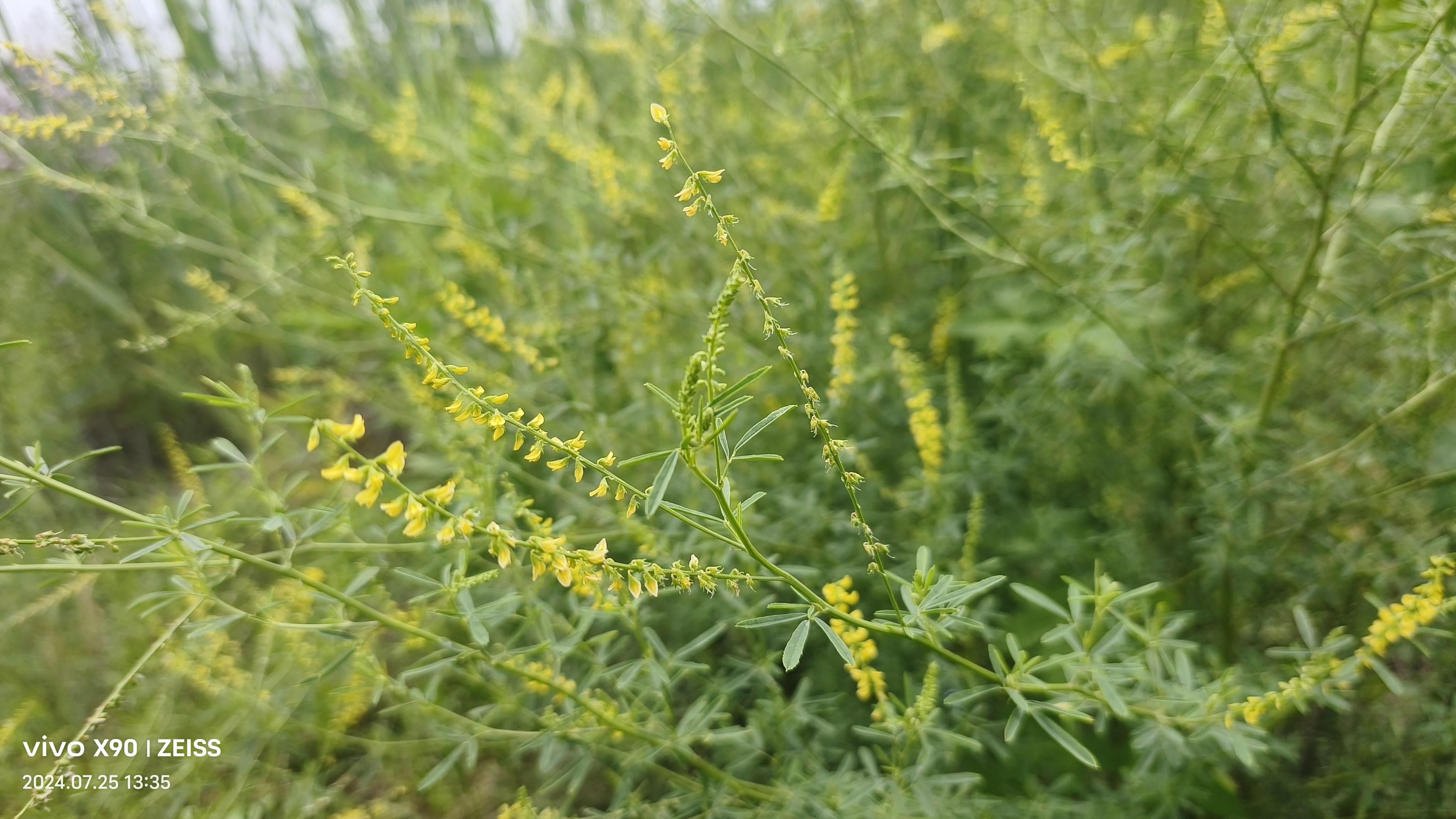 木樨科植物图片