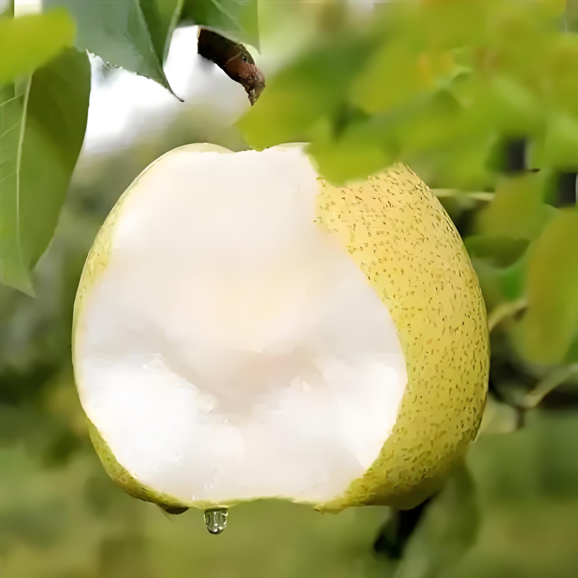 赵县雪花梨"昔日梨中翘楚,今朝何去何踪?