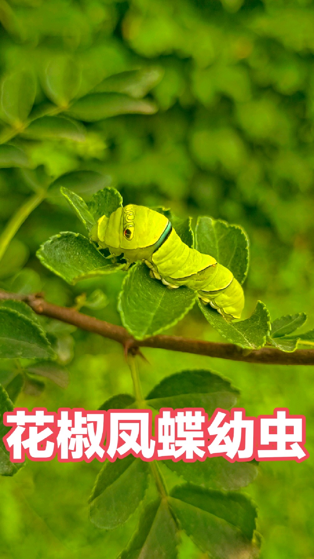花椒凤蝶幼虫,在南方叫柑橘凤蝶幼虫,萌萌的,糖宝原型