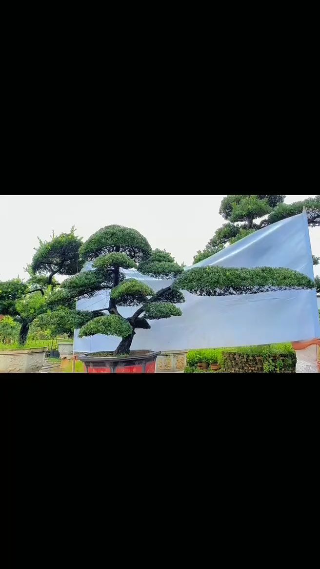 精品造型别墅庭院景观罗汉松