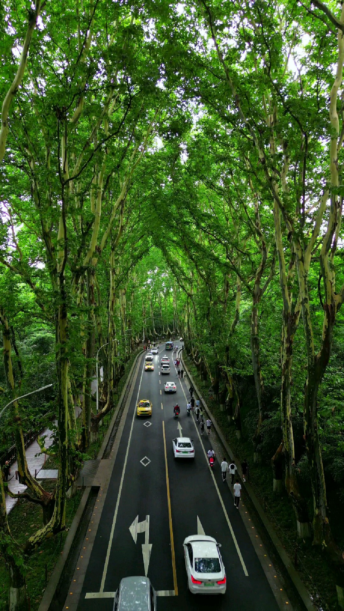 治愈系风景 #南京梧桐大道 静静地听一首老歌