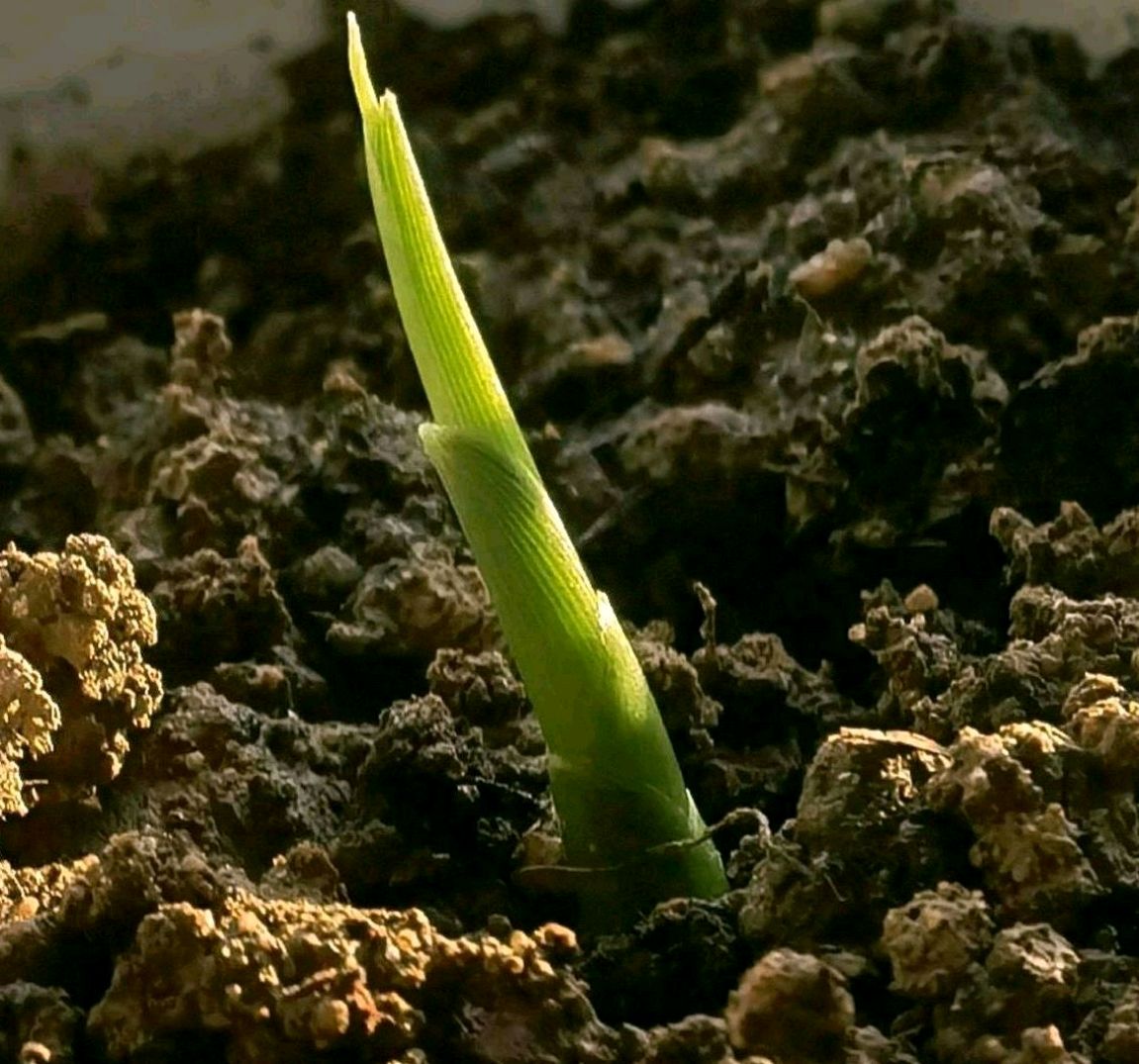 生姜发芽了,种花盆里会怎样?