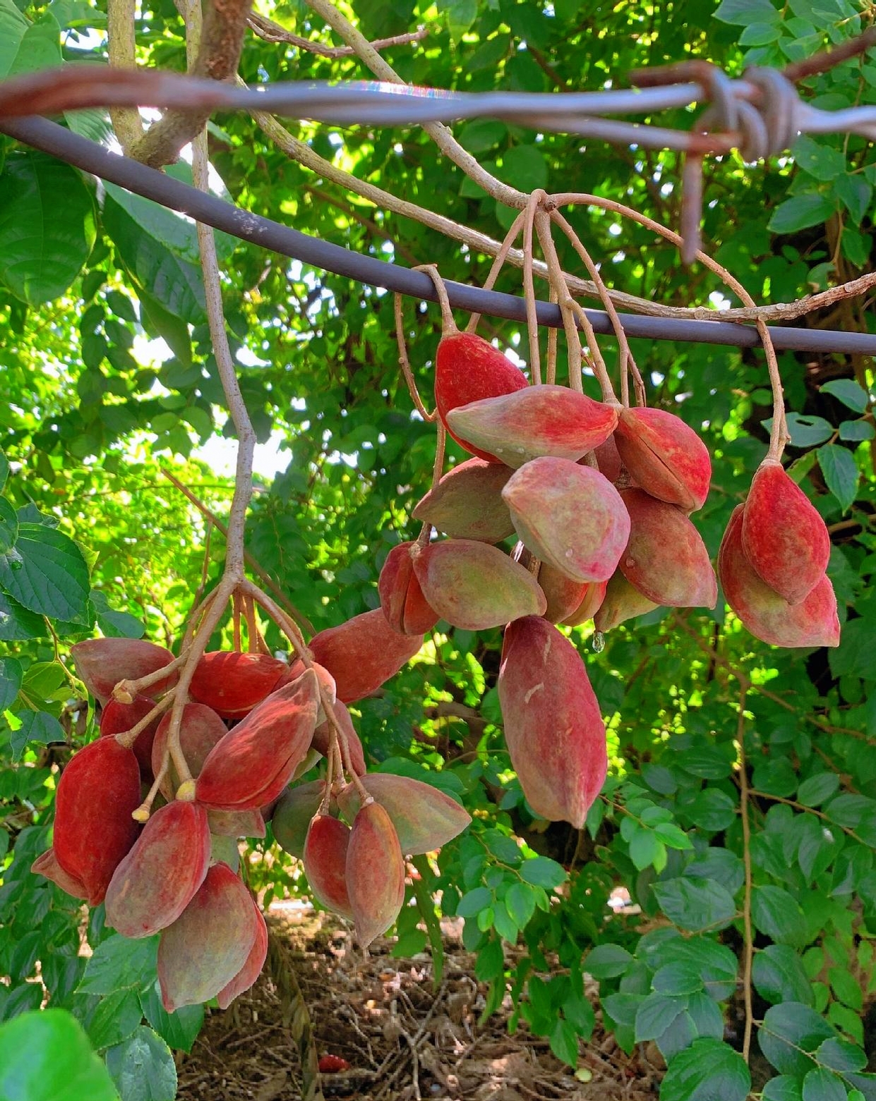 这果实能吃吗?或者是一味中药材?有懂得朋友吗?#热点引擎计划