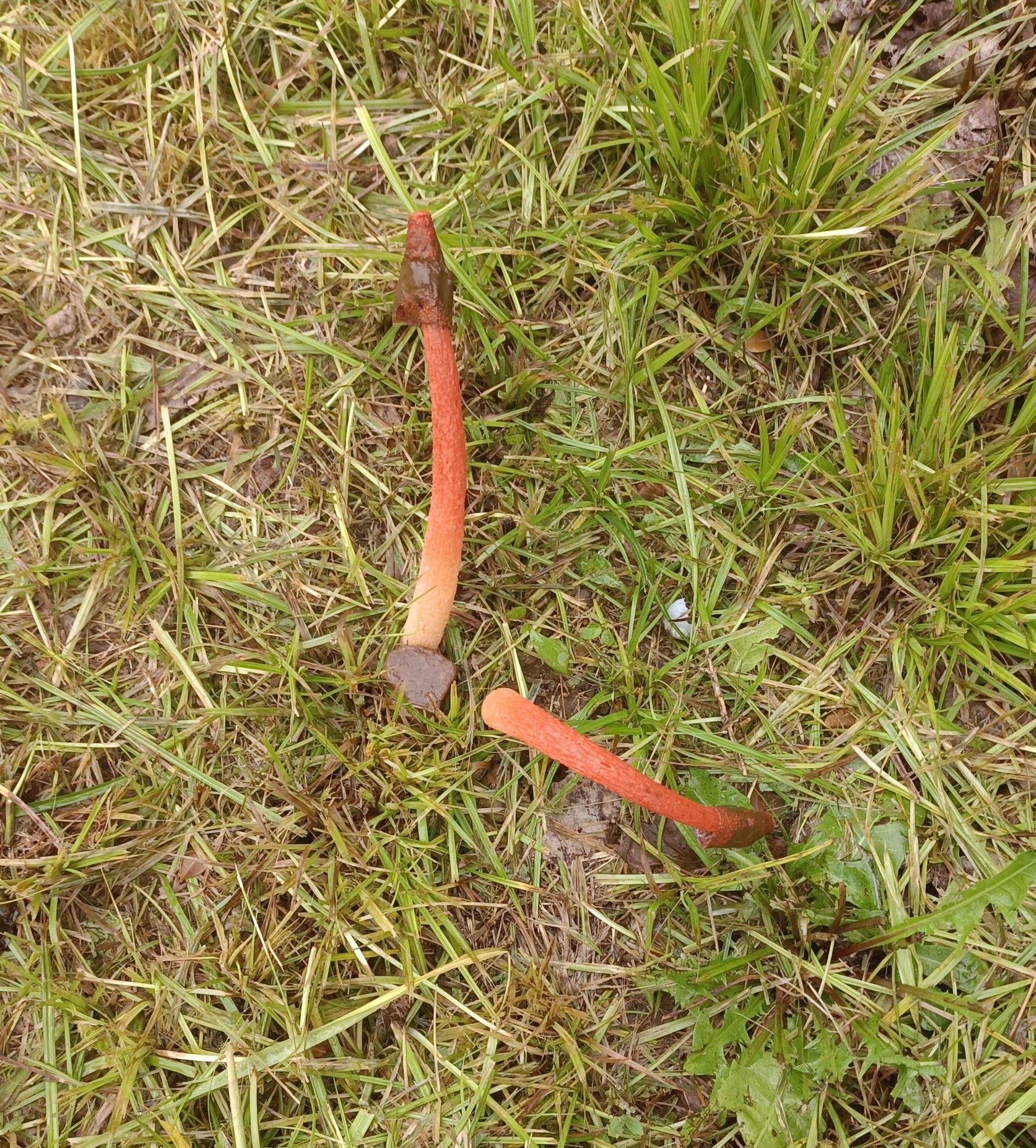 网查叫红鬼笔,又叫鸡屎菌,长虫花,蛇头菌等