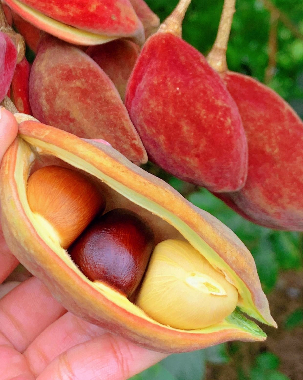 这果实能吃吗?或者是一味中药材?有懂得朋友吗?#热点引擎计划