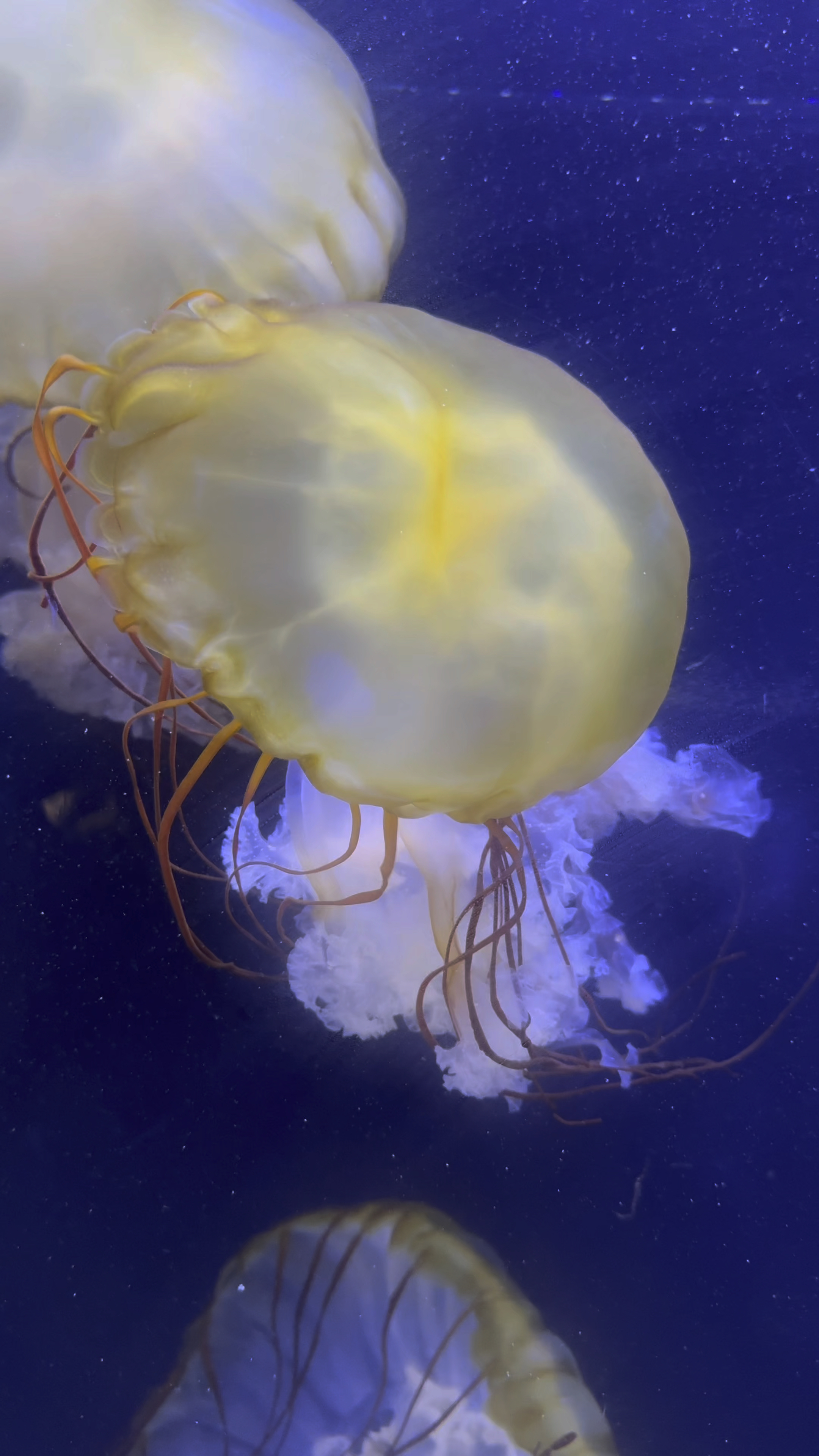 优雅的黄色水母,在水里游得轻松自如