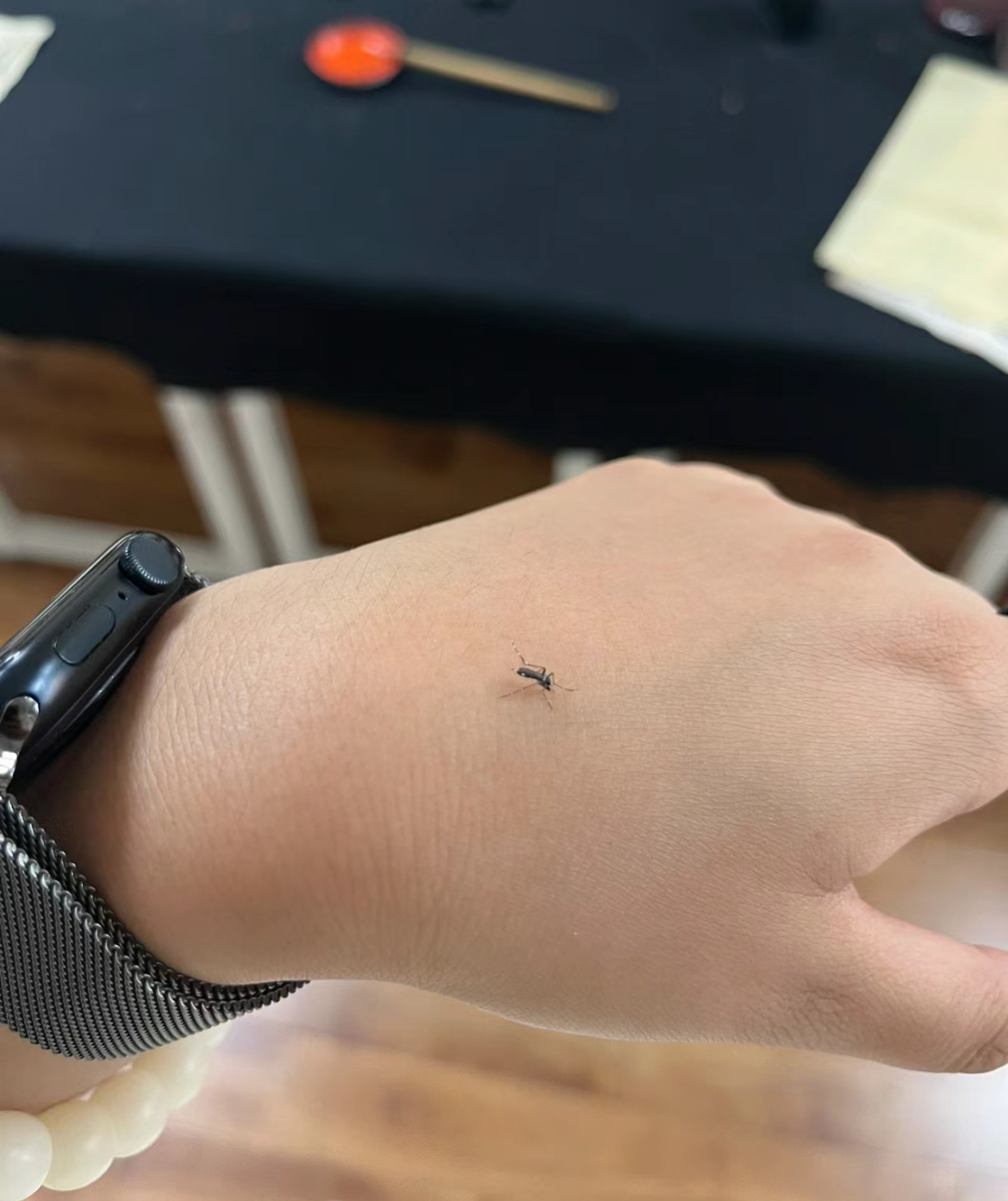 我感觉今年夏天蚊子特别多而且是很多黑色的蚊子