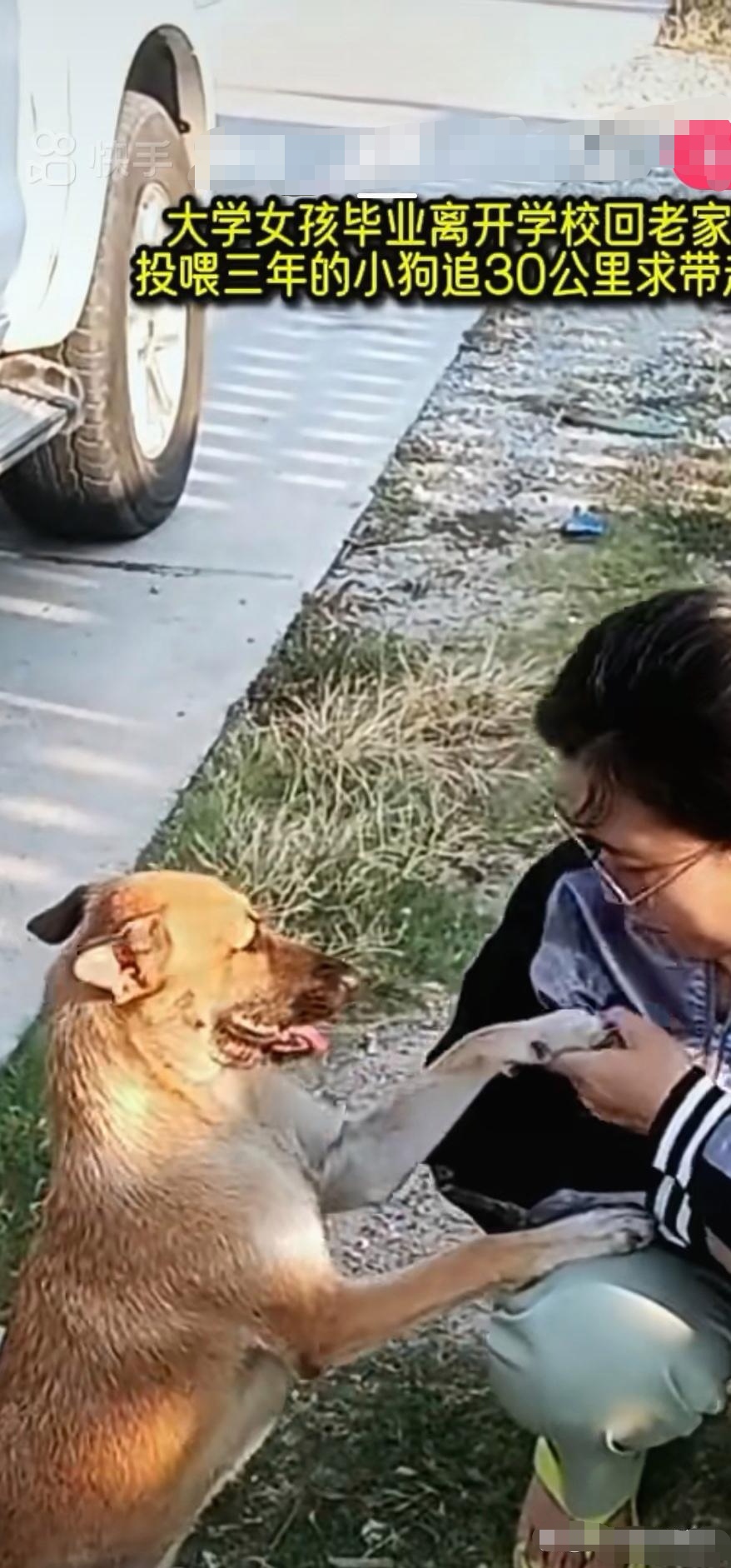 狗狗特别通人性,这位女学生上大学时遇到这只流浪狗,女孩心地善良可怜