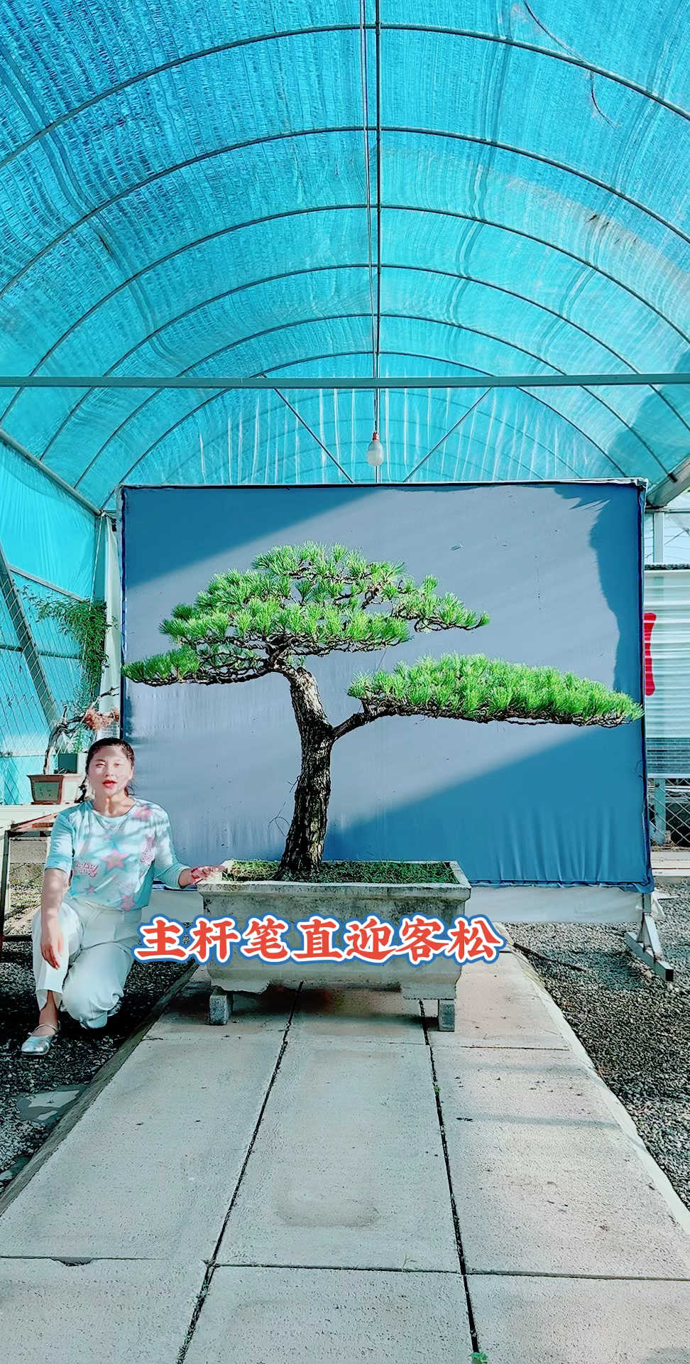 迎客松盆景黑松盆景庭院景观
