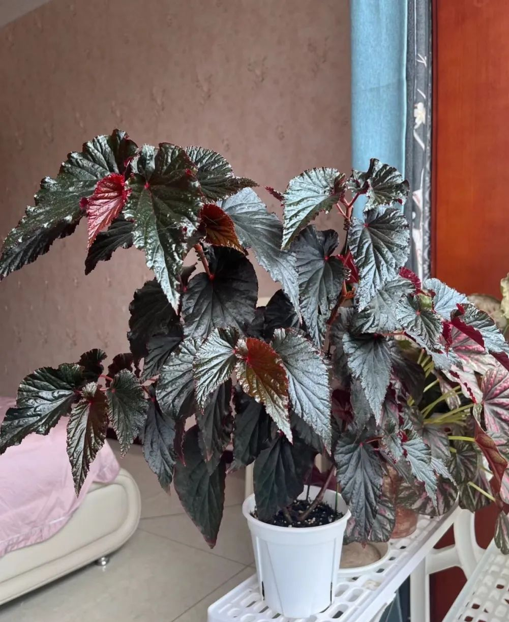 遇见"日落"秋海棠:室内绿植新星,养护轻松,美得让人心动!