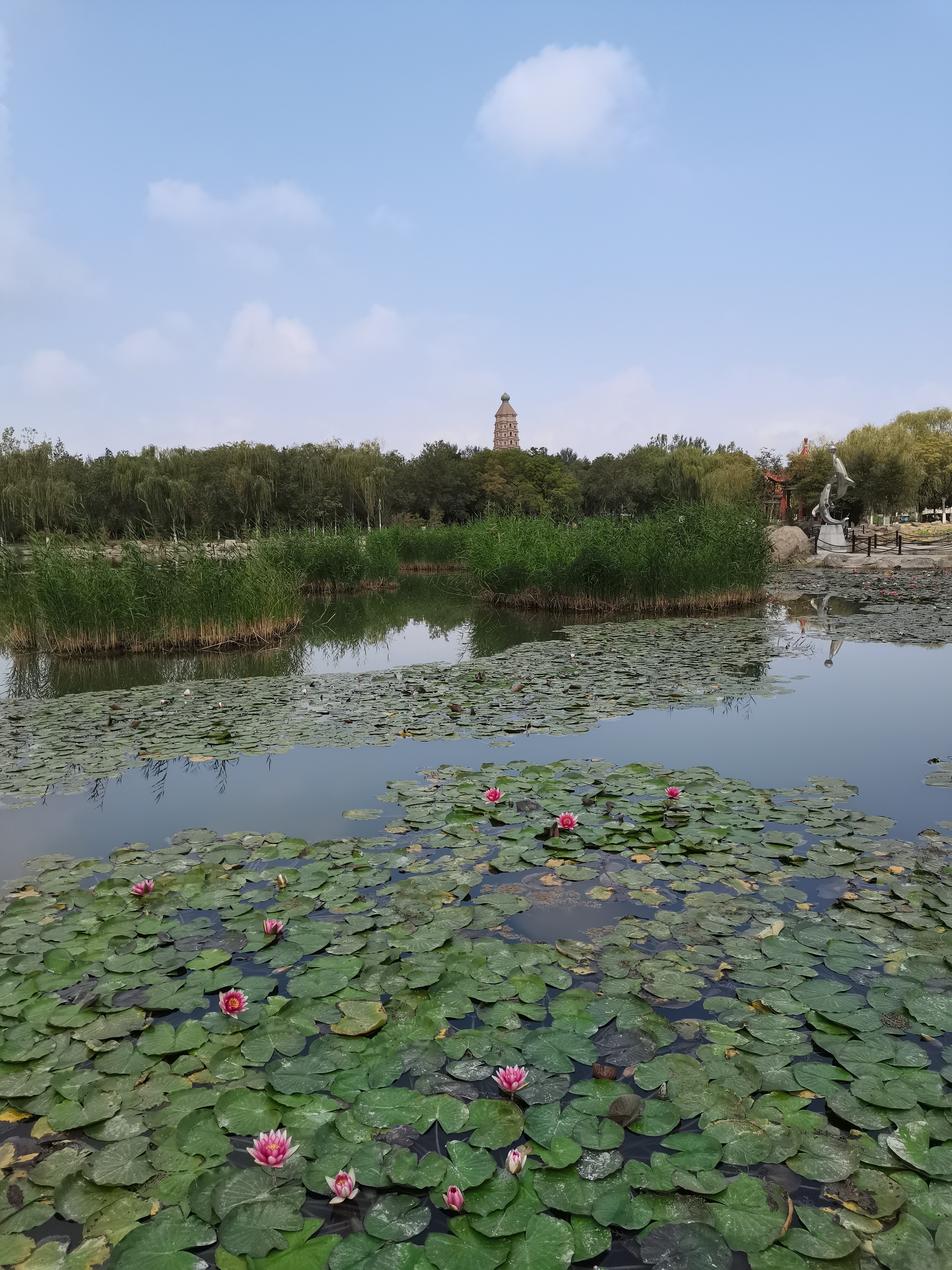 那么在第几天池塘中的荷花开了一半? 答案是:第29天