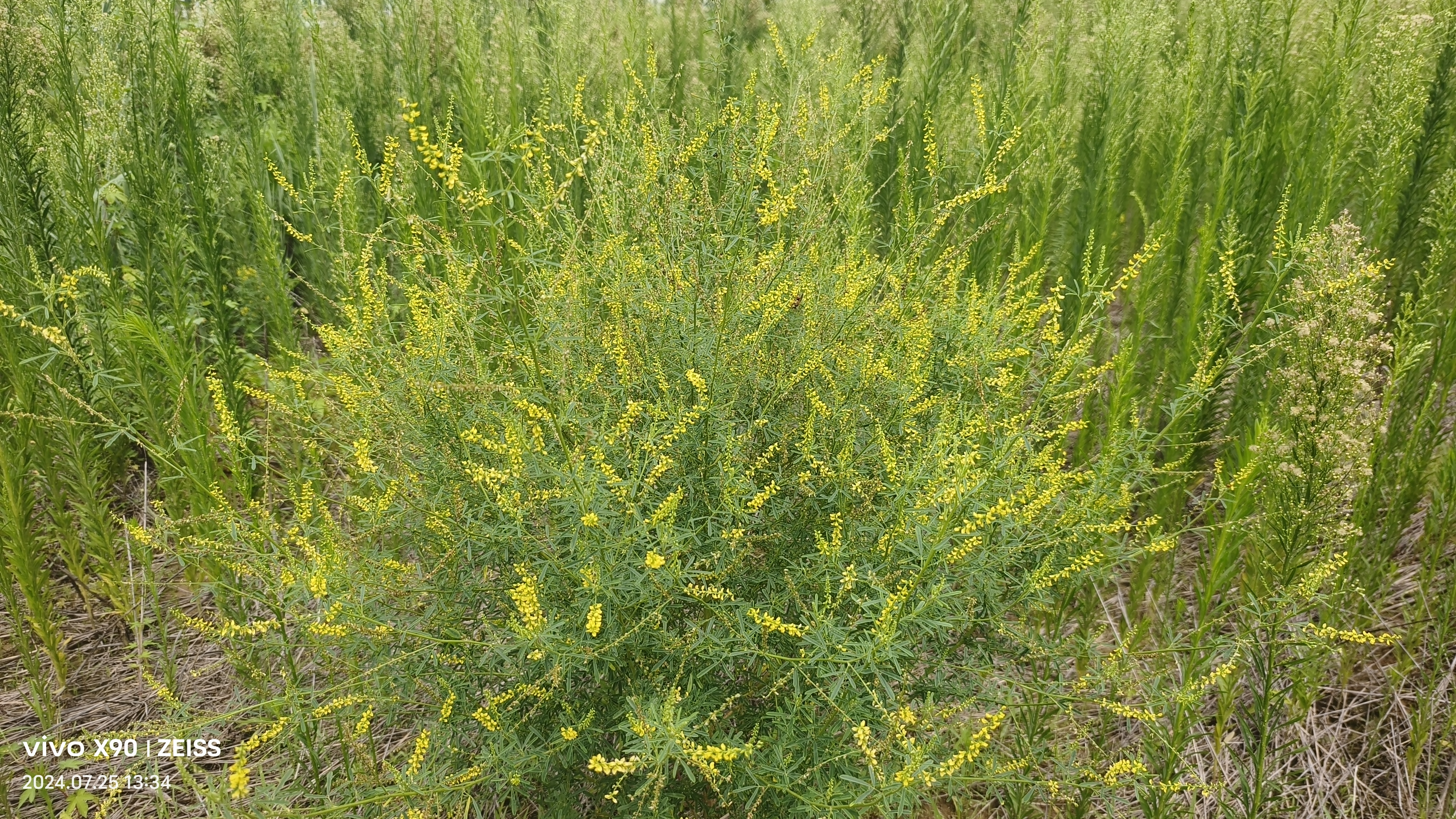 木樨科植物图片