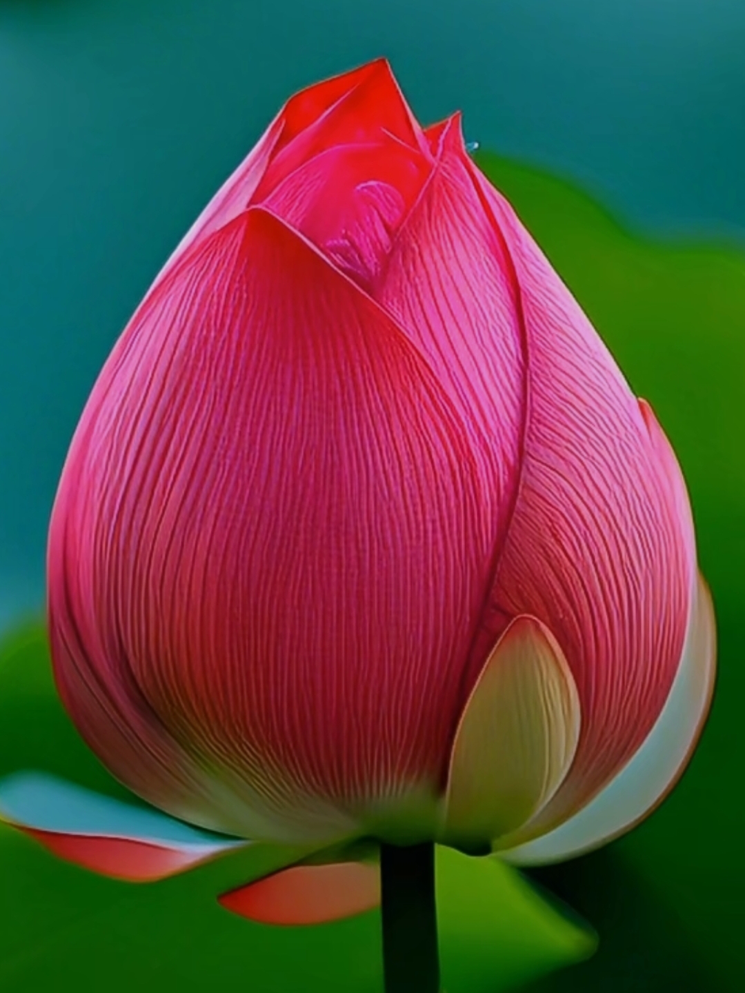 分享美图: 含苞待放的红色荷花,见者好运,吉祥如意!