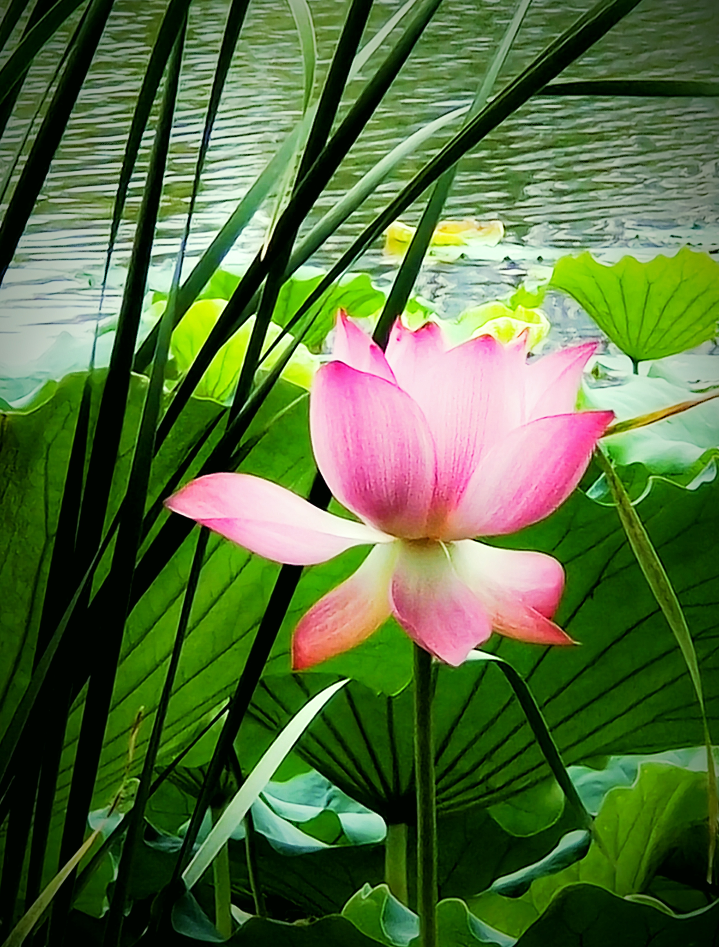 大六安摄影师夏日生态风景作品欣赏