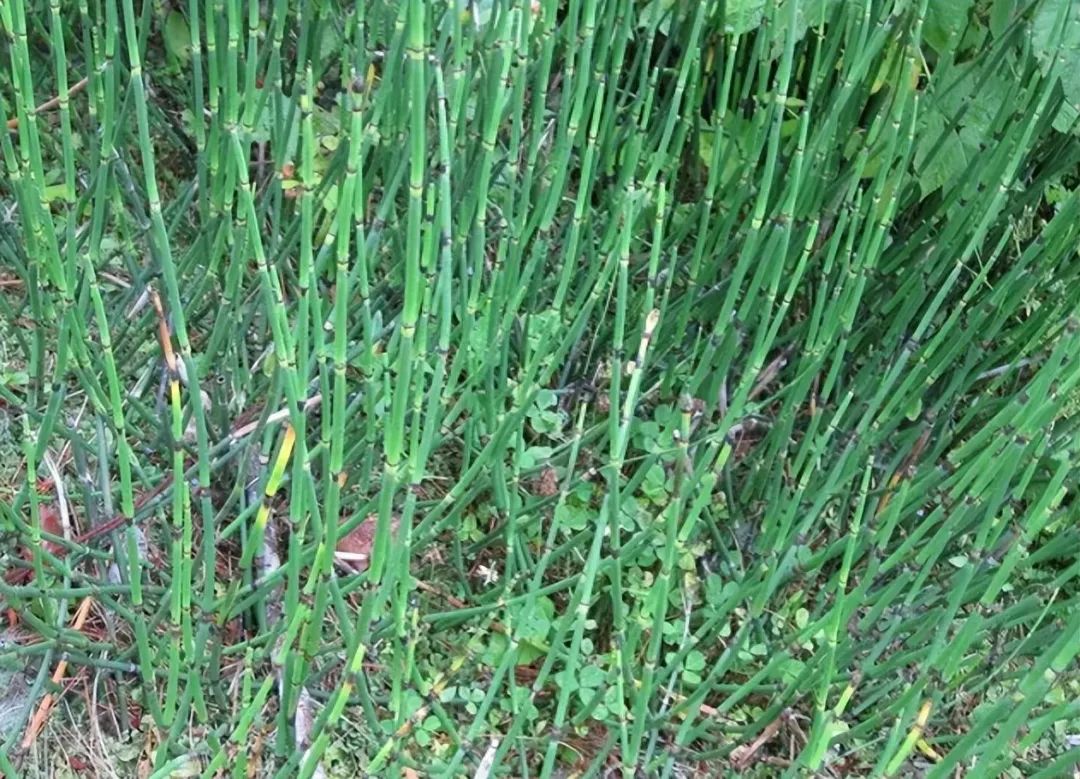 带你识别中药材木贼