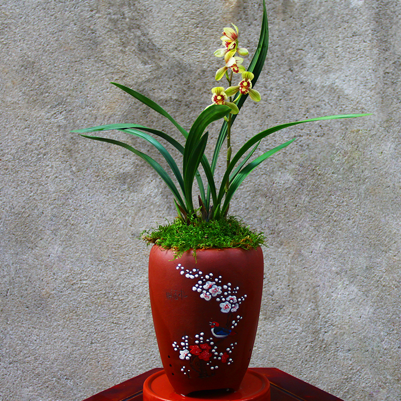 勤开花的兰花艺术品——建兰君荷,四季浓香,荷瓣花型的家居佳选