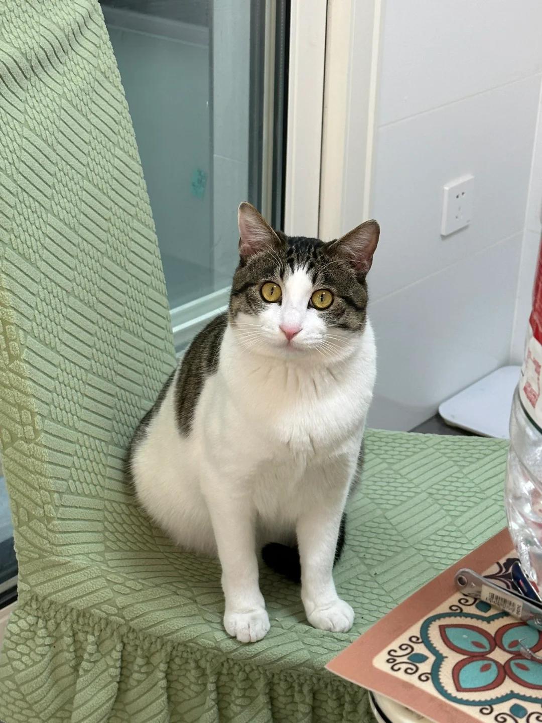 猫在绝育手术一个月后出现尿液中带有透明液体及一丝绯红色血丝的情况