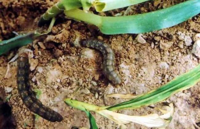 地下害虫蛴螬,金针虫,蝼蛄,地老虎防治技术