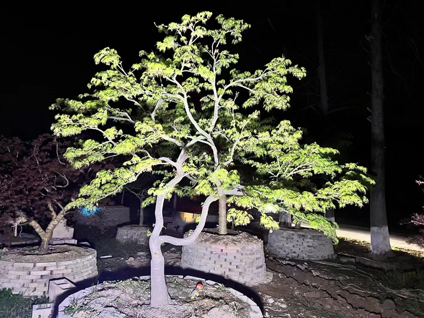 精品庭院景观羽毛枫