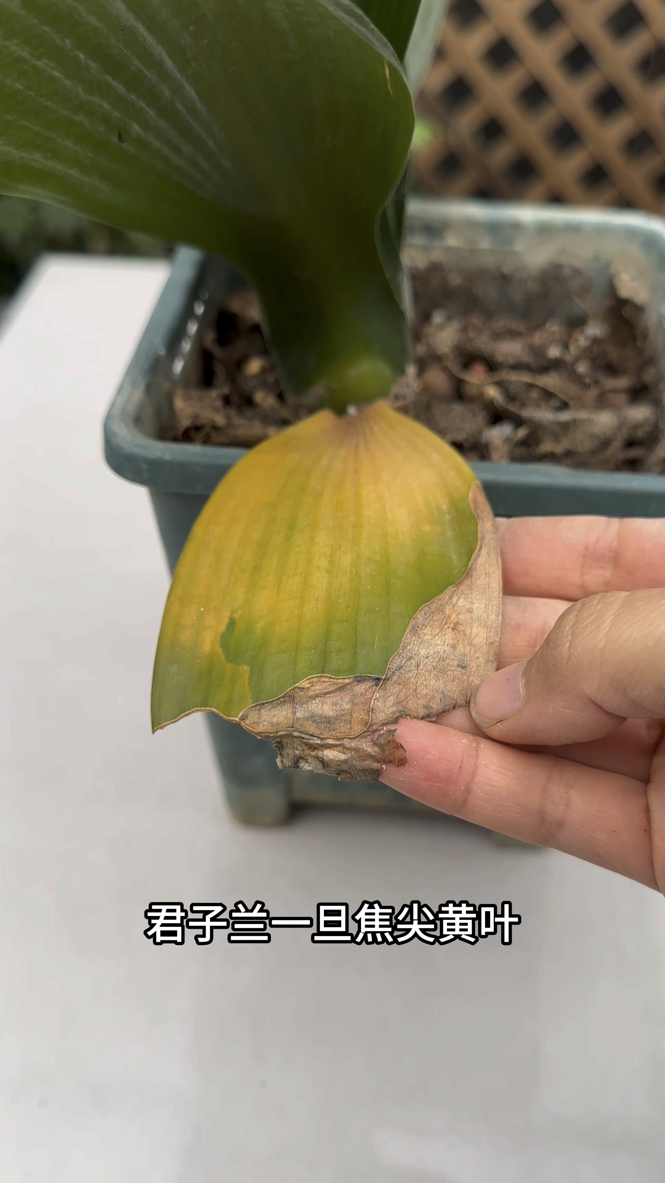 君子兰焦尖黄叶,剪掉后多做一步,轻松搞定