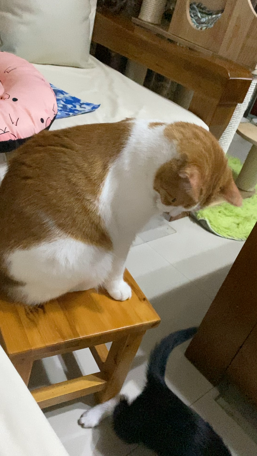 小奶猫在凳子下面玩,橘猫竟然跑去站在上面,真是好搞笑哦