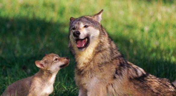 还帮忙抱着几只小狼崽,跟着母狼回到狼窝