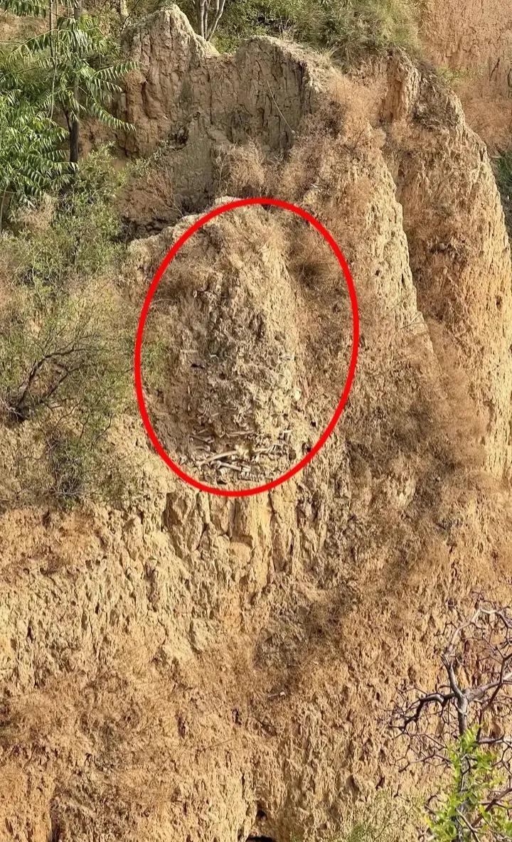 他站在崖下观察了一会儿,看到土里露出森森白骨,吓得他拔腿就跑,羊也