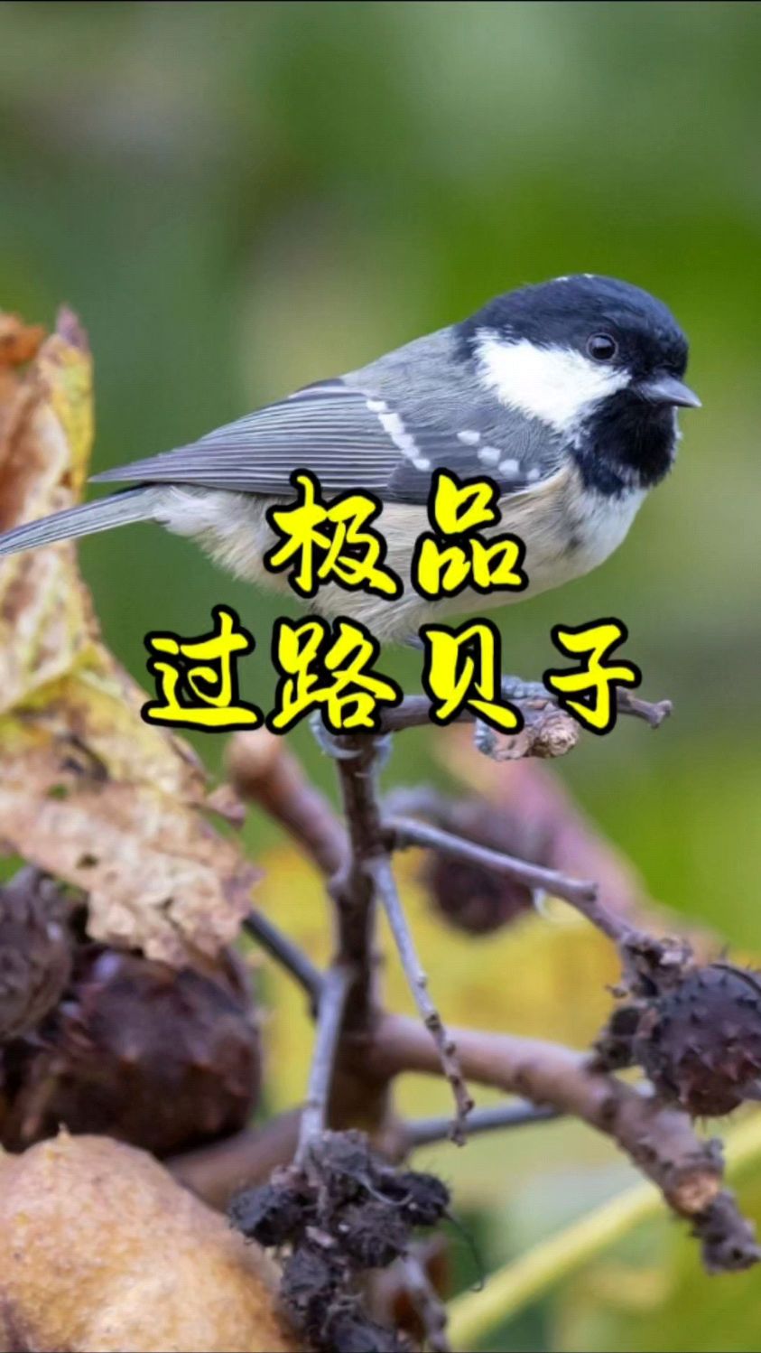 贝子鸟叫声,谁说过路贝子不如铁岭本地贝子好,我就不服了