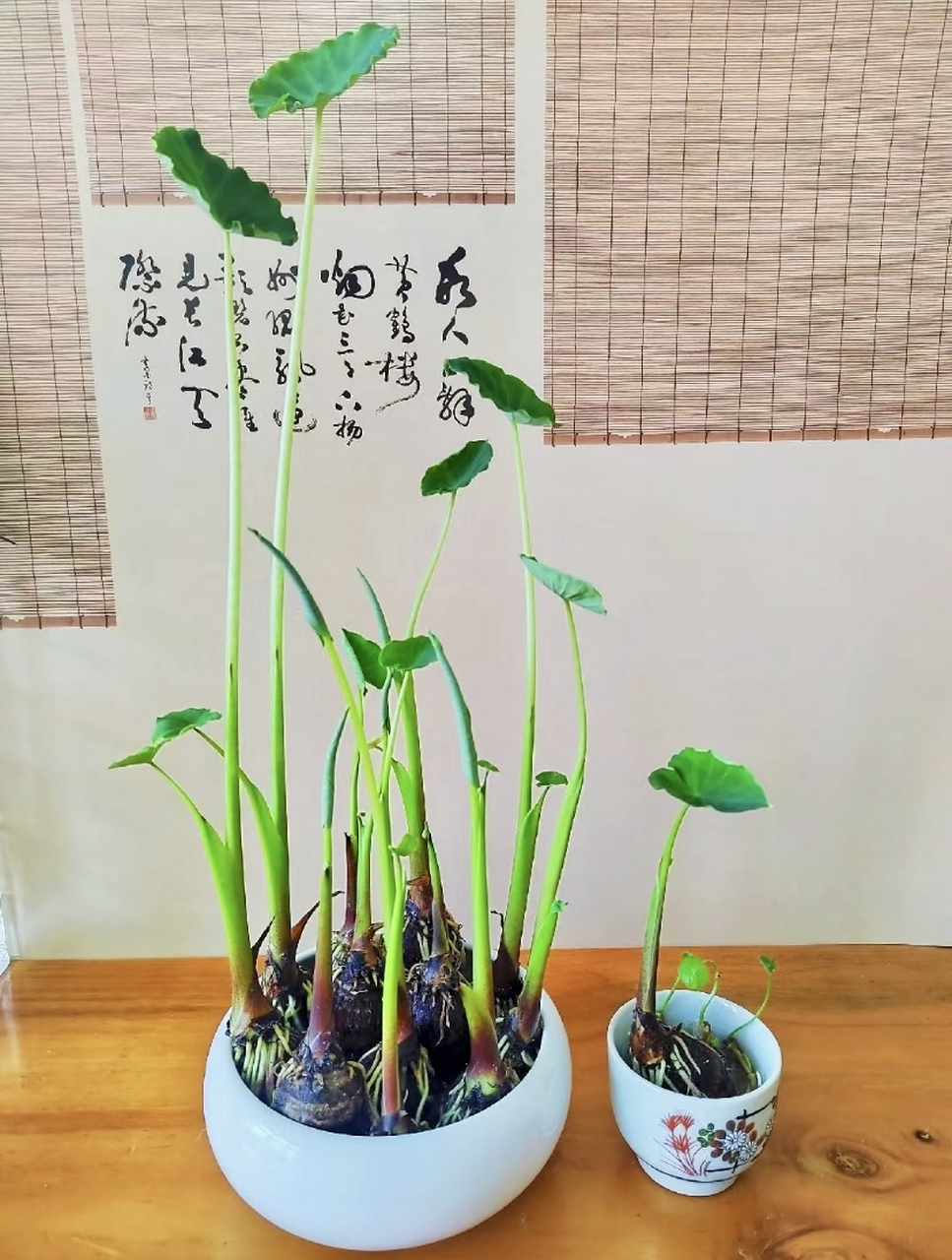 把芋头丢水里,竟养出来热带雨林的感觉,水培芋头也太美了吧!