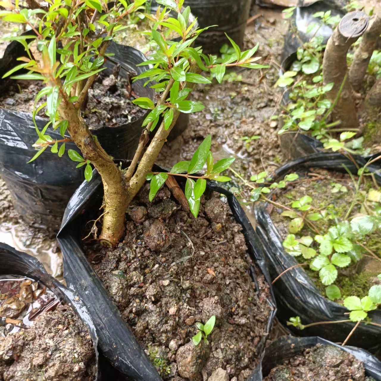 水杨梅盆景:绿意盎然的居家小森林,养护秘籍大公开!