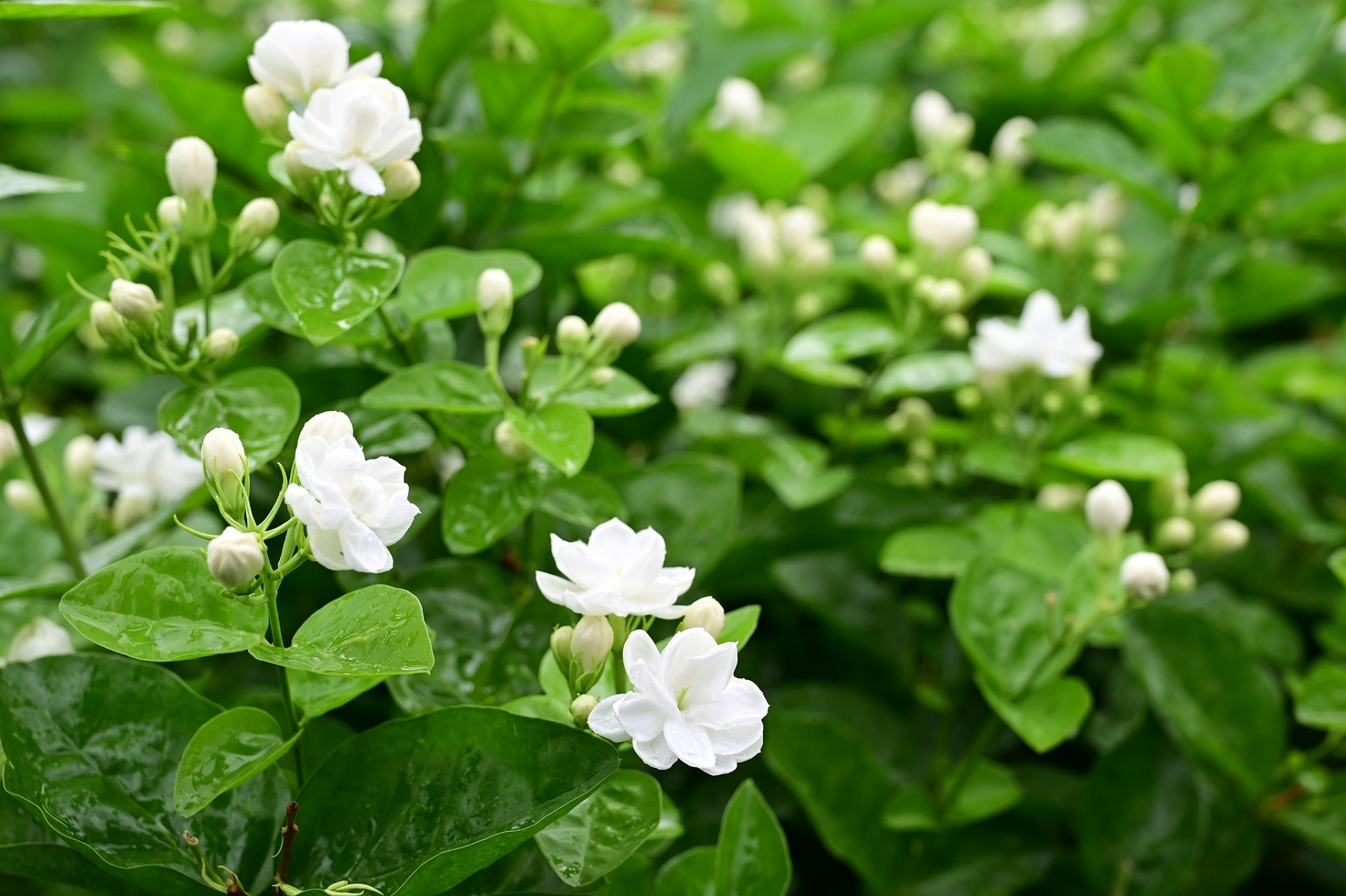 茉莉花的样子图片