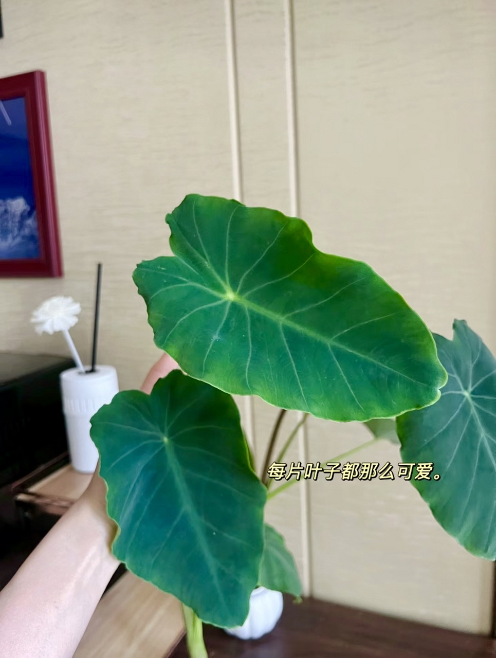 把芋头丢水里,竟养出来热带雨林的感觉,水培芋头也太美了吧!