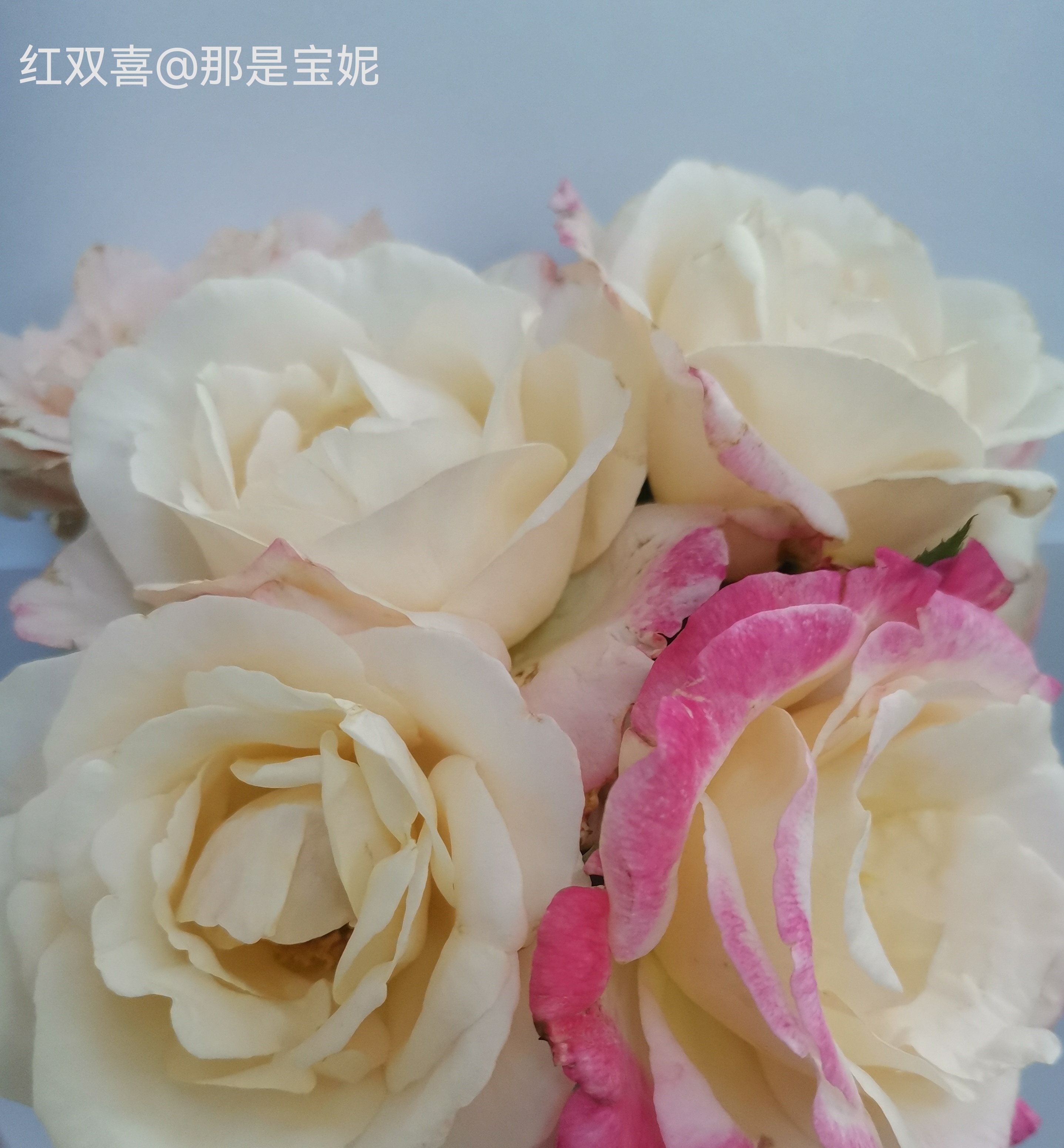 我猜想是主要前段时间雨水多它们的花苞有了一次飞跃的生长所以这几