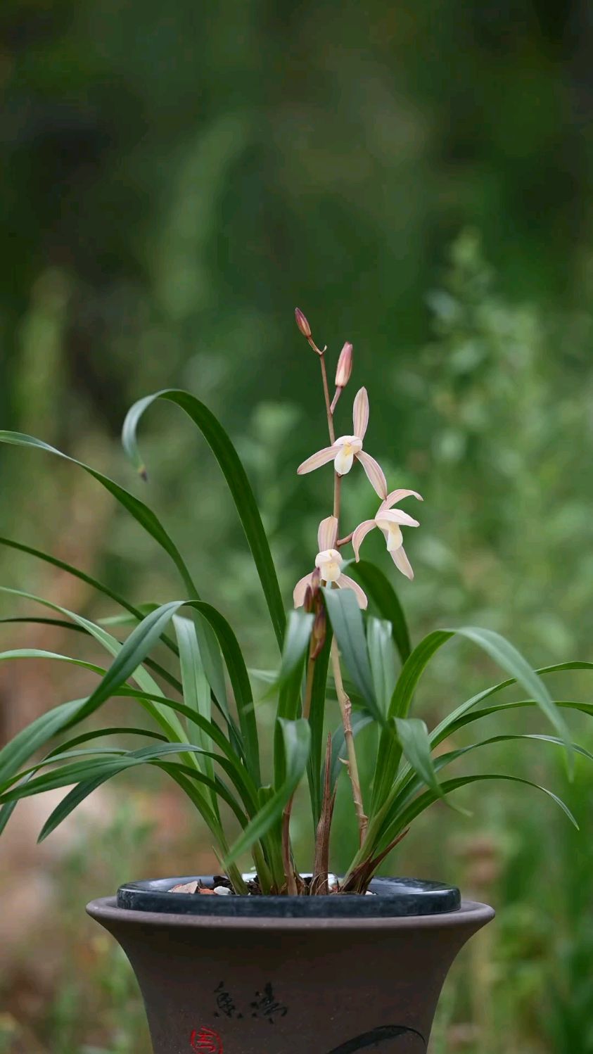 建兰经典品种春雨彩虹