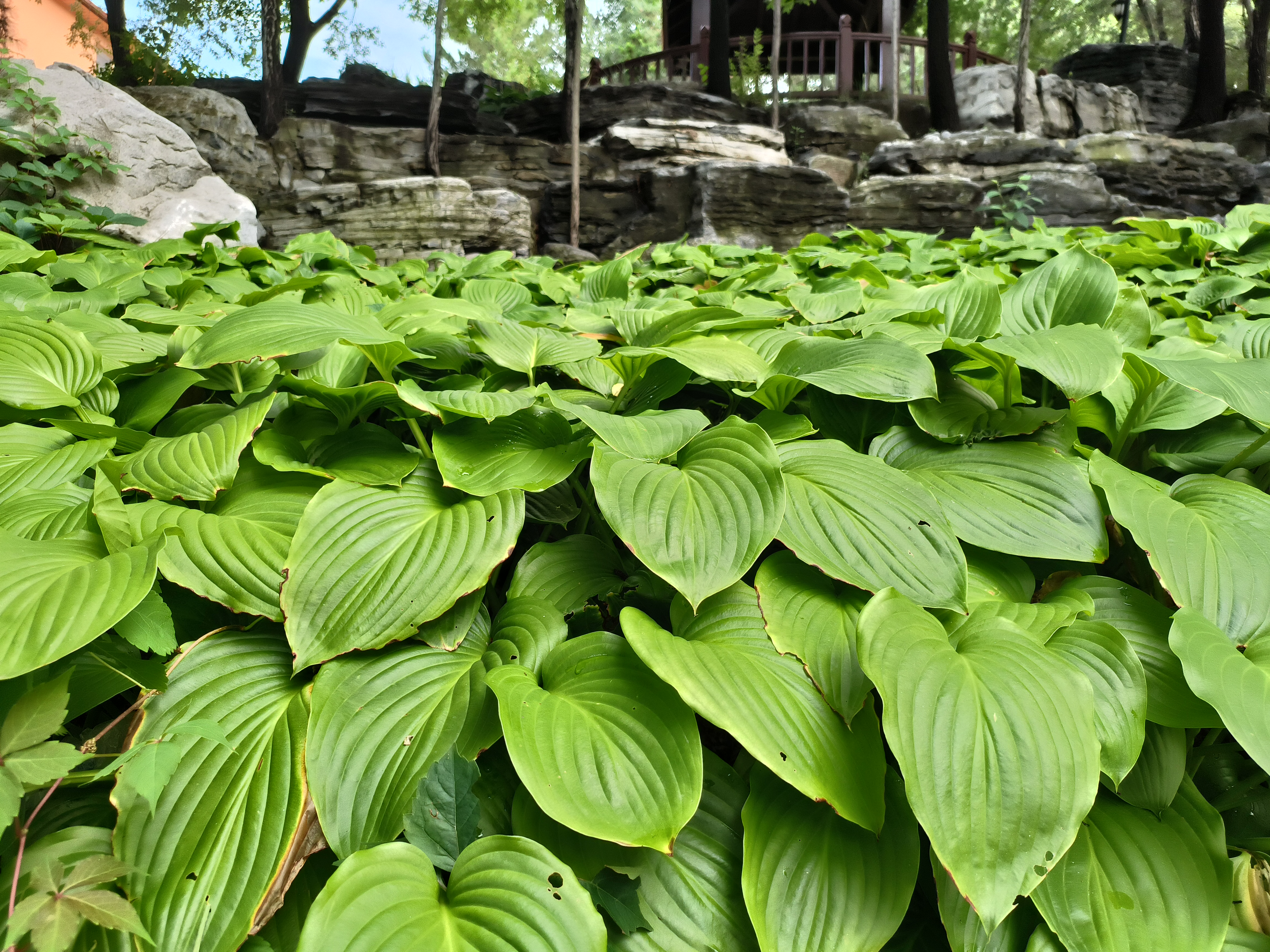在蔚县一小区的院子偶遇几株"玉簪"
