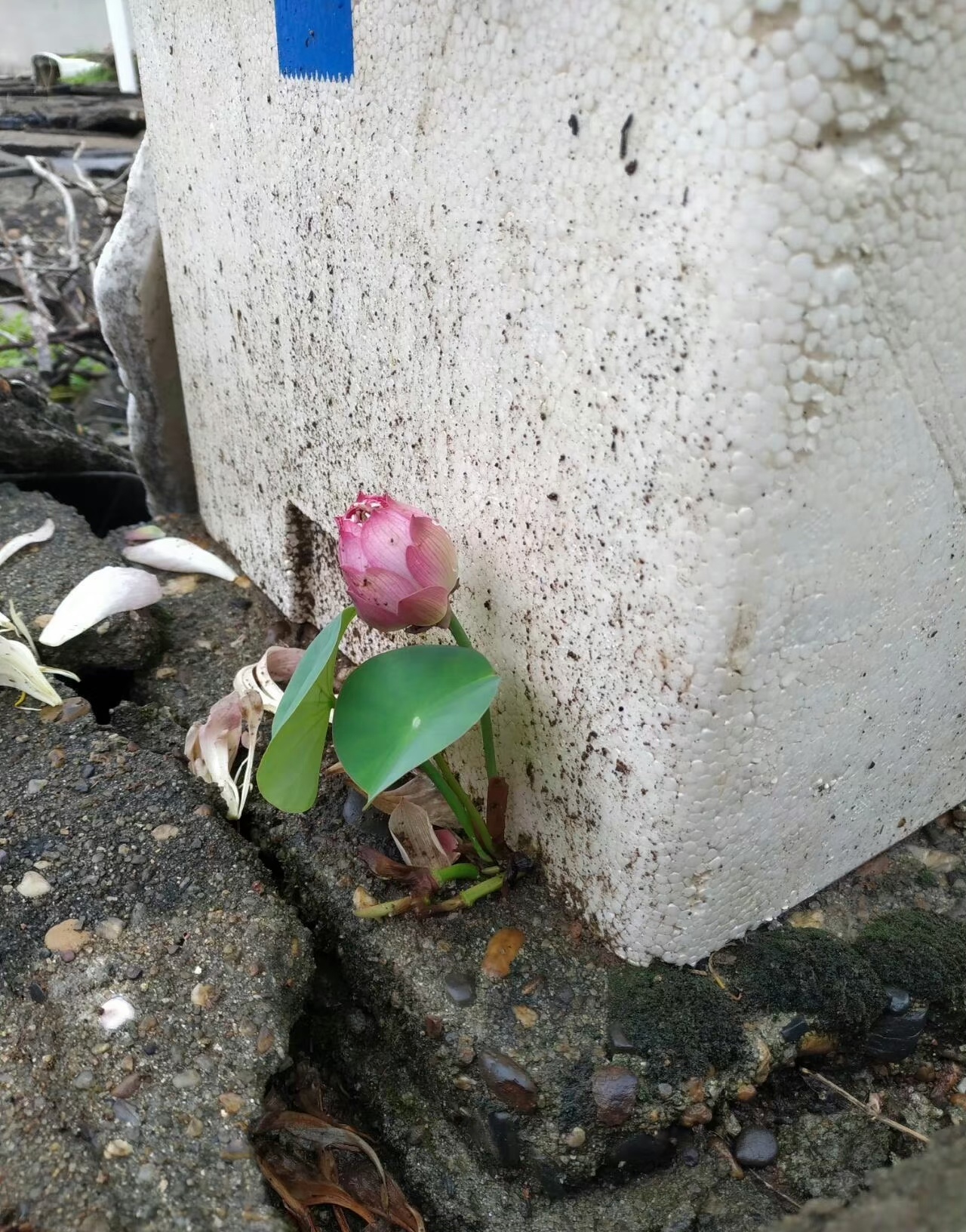 偶然发现,我种的那盆小荷花,居然有新芽从盆底外面冒出来,还长出了