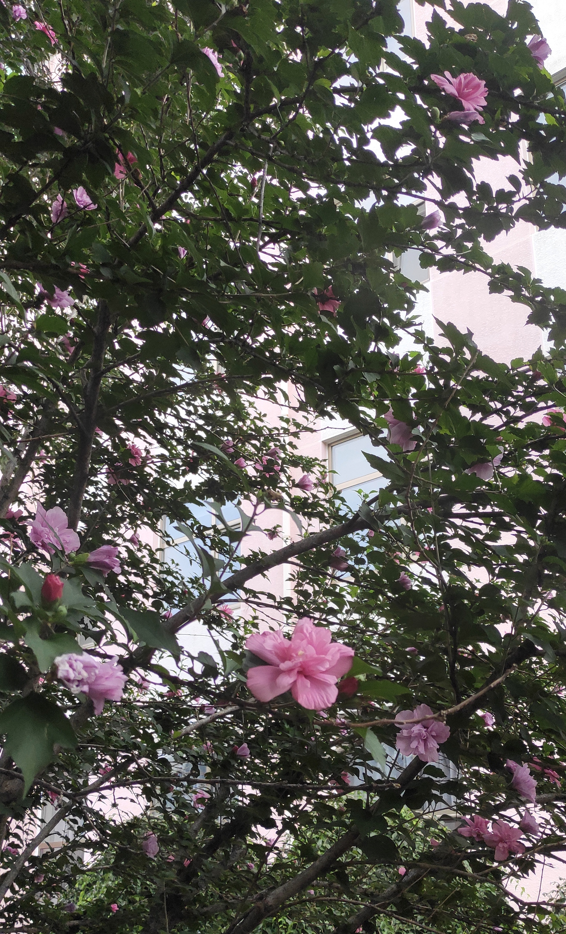 什么花在夏天开放