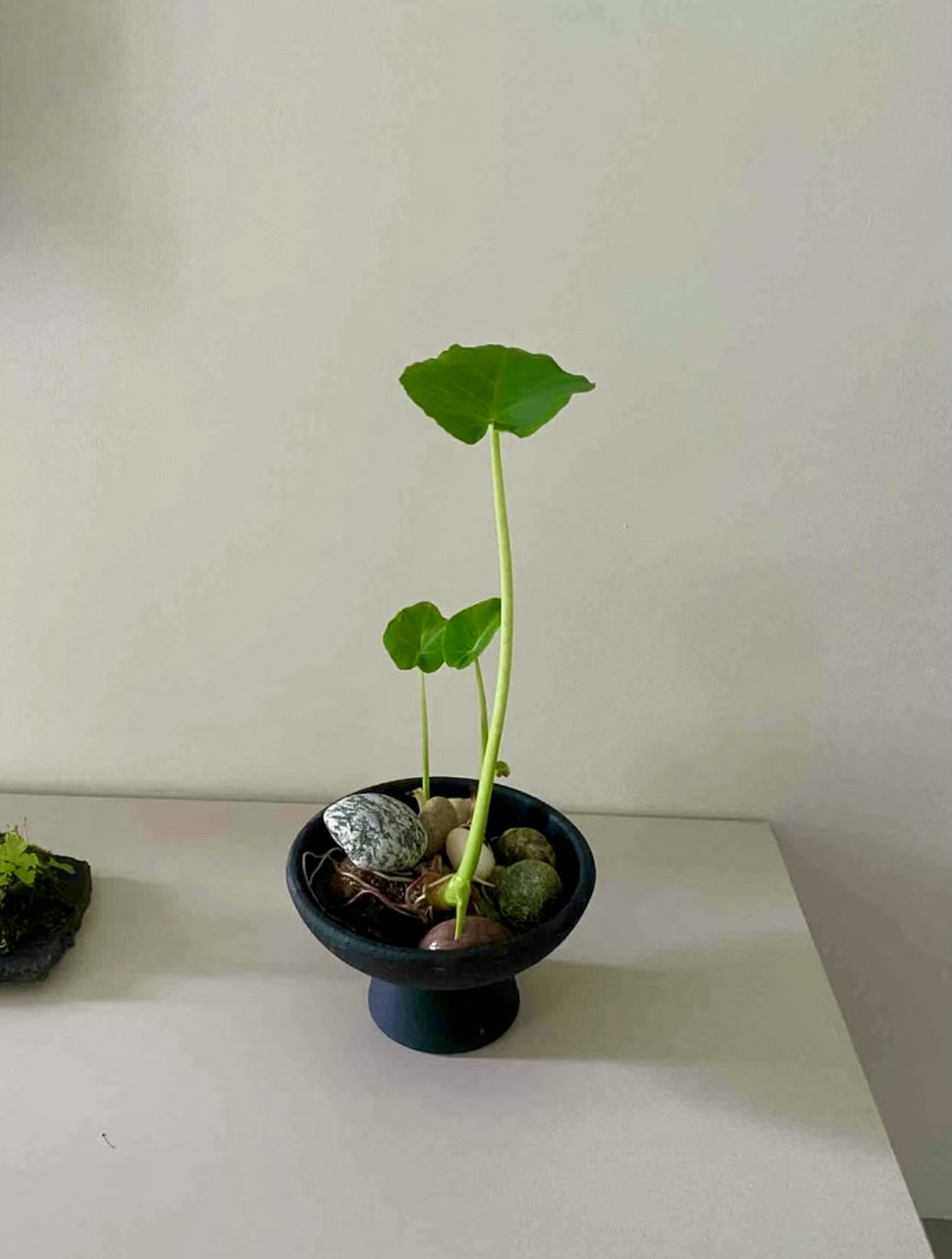芋头竟然长得这么优雅,比多少买来的盆栽都漂亮,大家快去试试哦,丢水